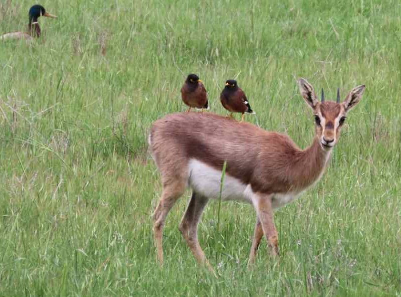 nature-israel-features-and-fur-featured