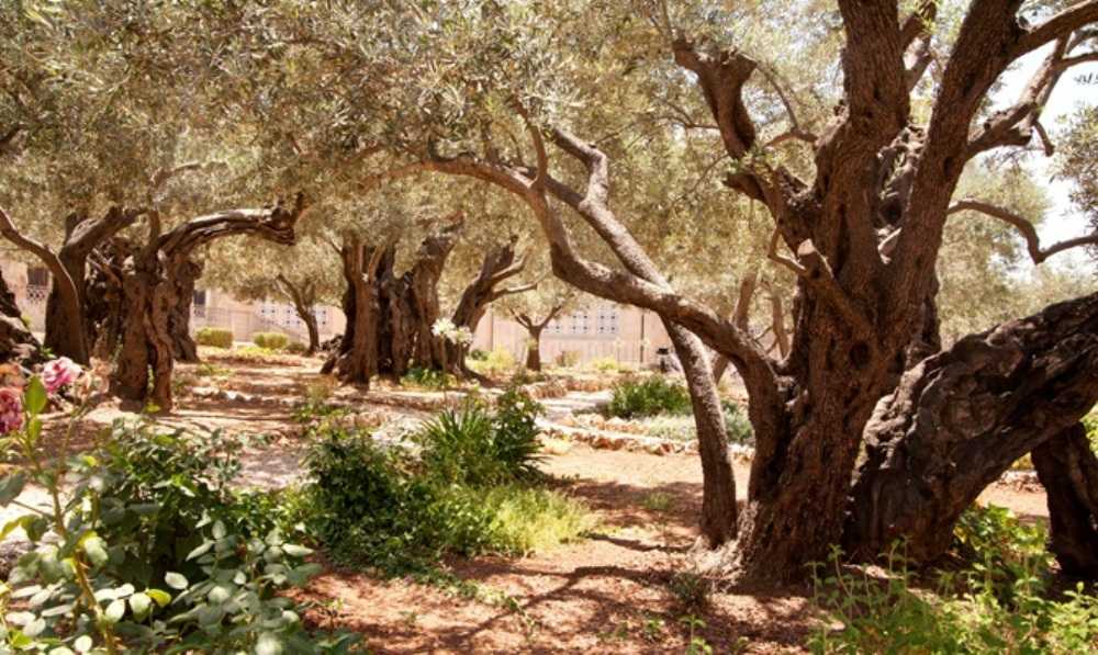 Garden of Gethsemane