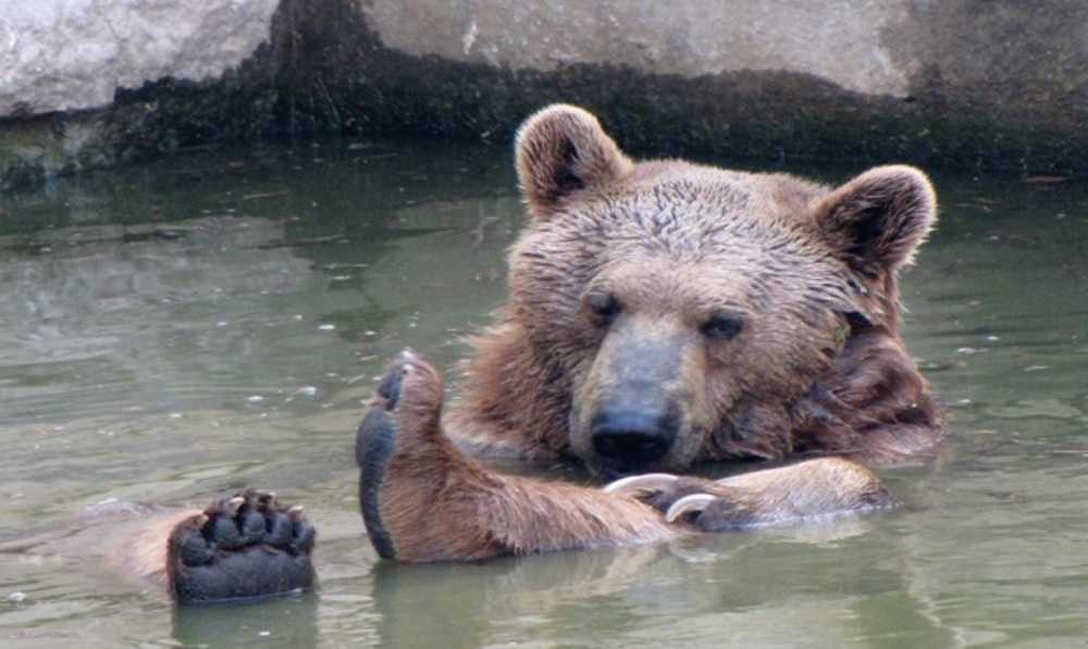 atr-tisch-family-biblical-zoo-1